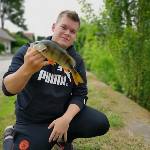 Flussbarsch