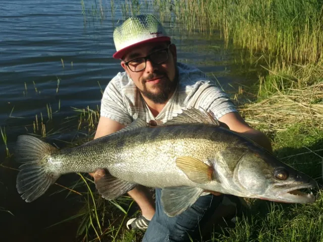 Zander