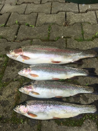Regenbogenforelle