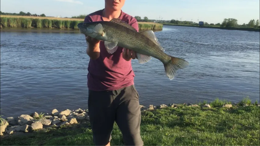Zander