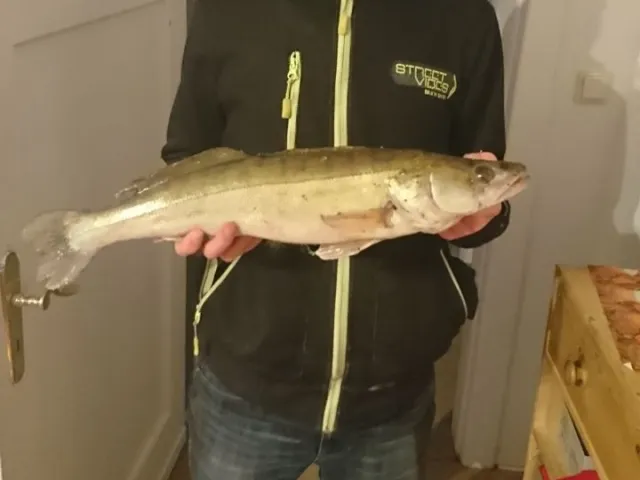 Zander