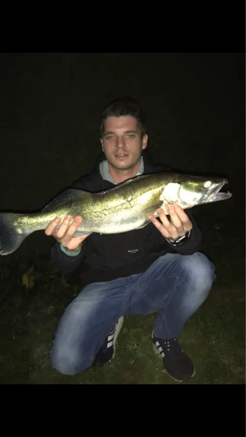 Zander