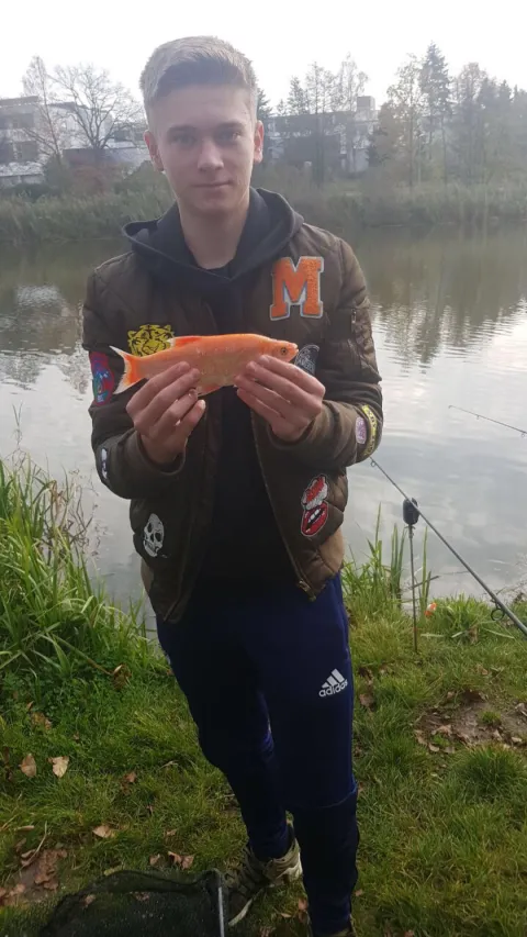 Goldorfe