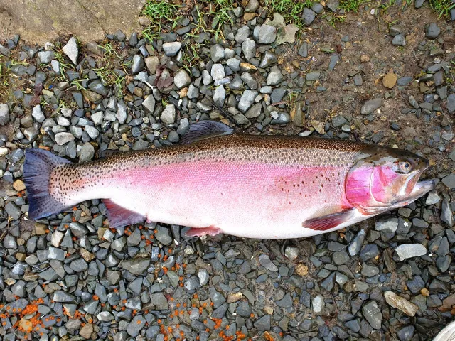 Regenbogenforelle