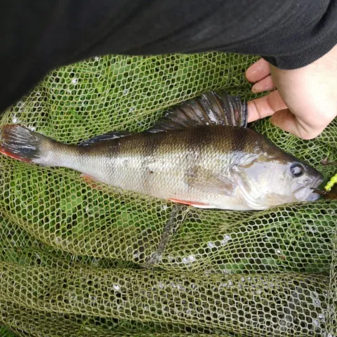 Flussbarsch