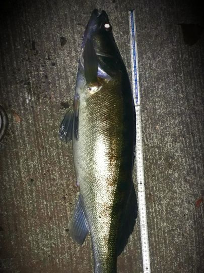 Zander