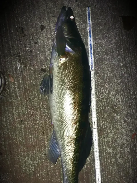 Zander