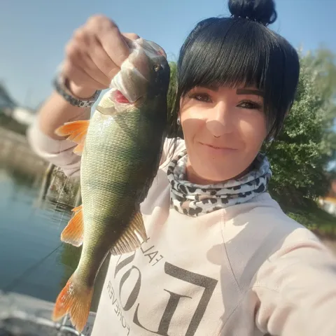 Flussbarsch