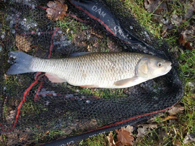 Döbel