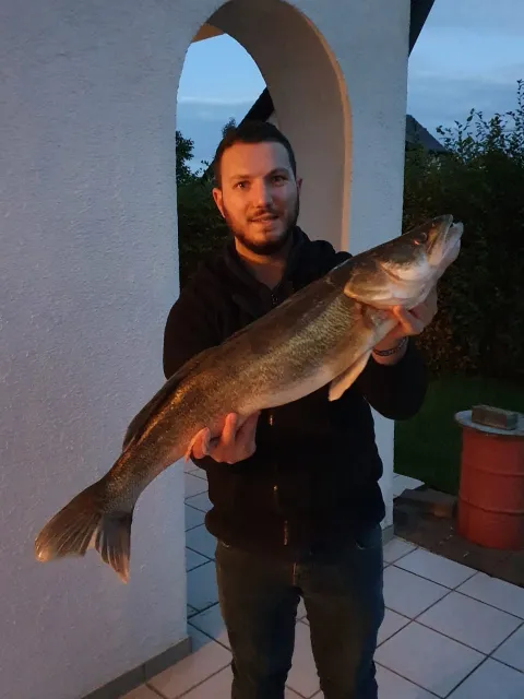 Zander