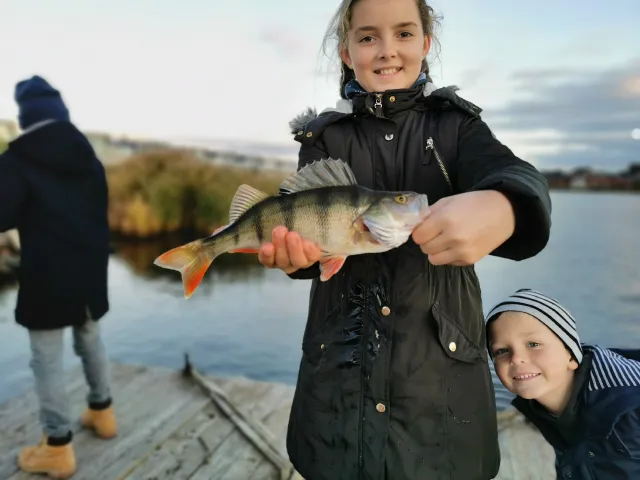 Flussbarsch