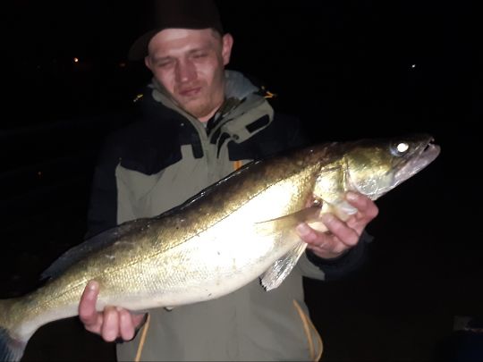 Zander
