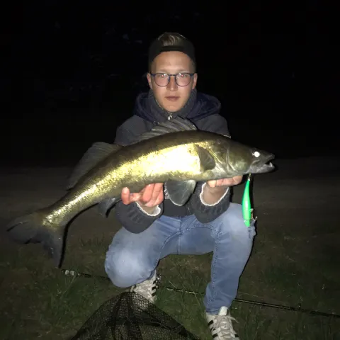 Zander