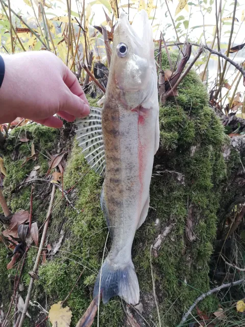 Zander
