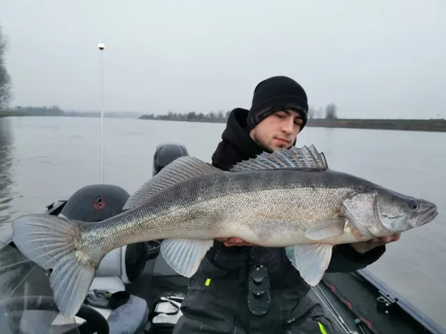 Zander