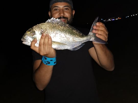 Dorade