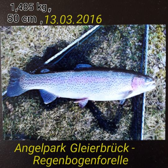 Regenbogenforelle