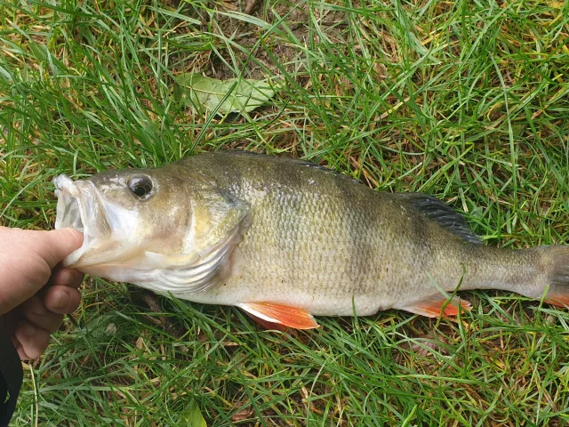 Flussbarsch