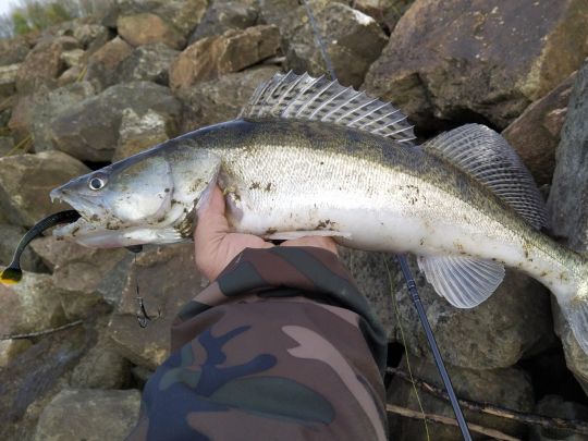 Zander