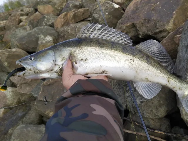 Zander