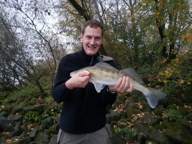 Zander