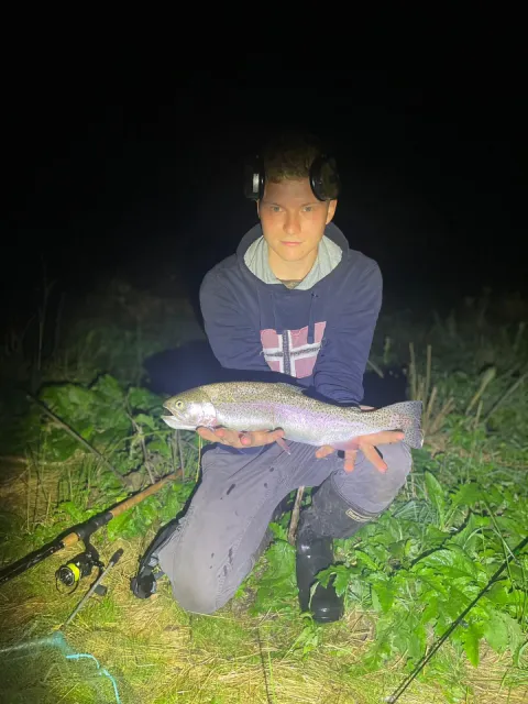 Regenbogenforelle