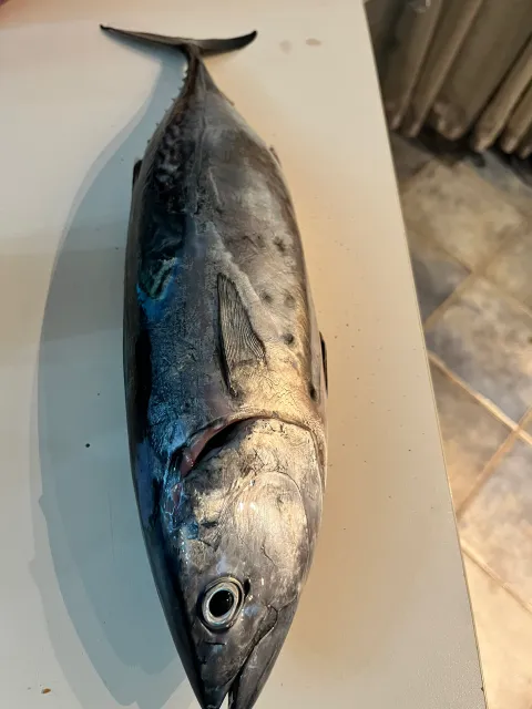 Thunfisch