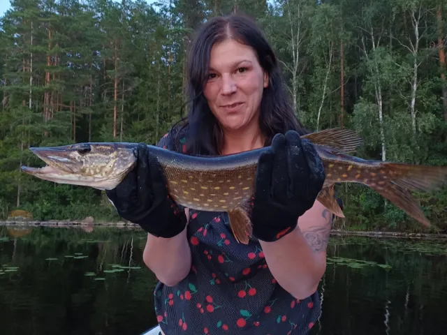 Hecht