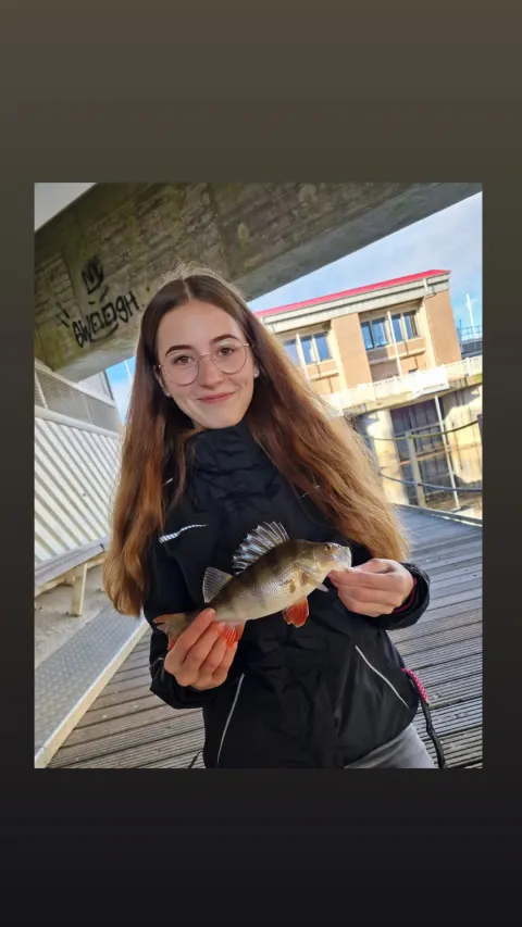 Flussbarsch
