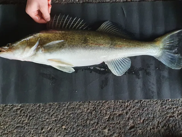 Zander