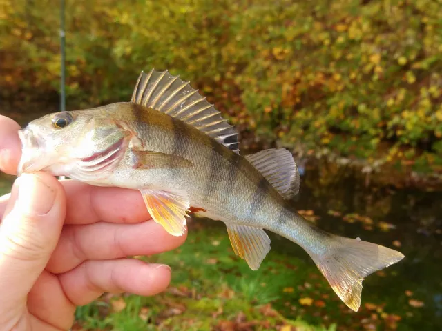 Flussbarsch