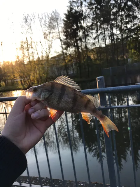 Flussbarsch