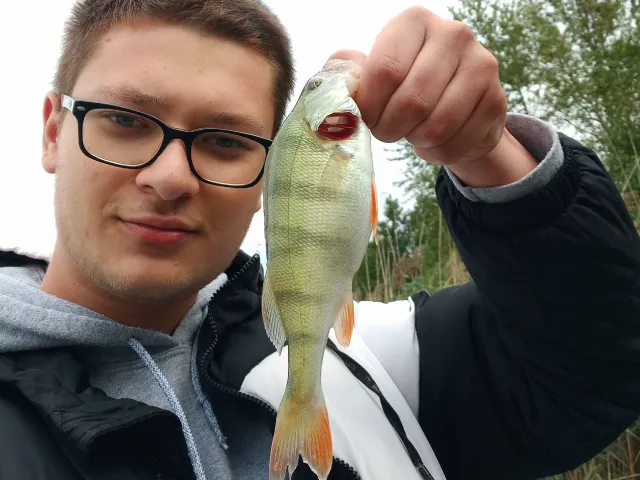 Flussbarsch