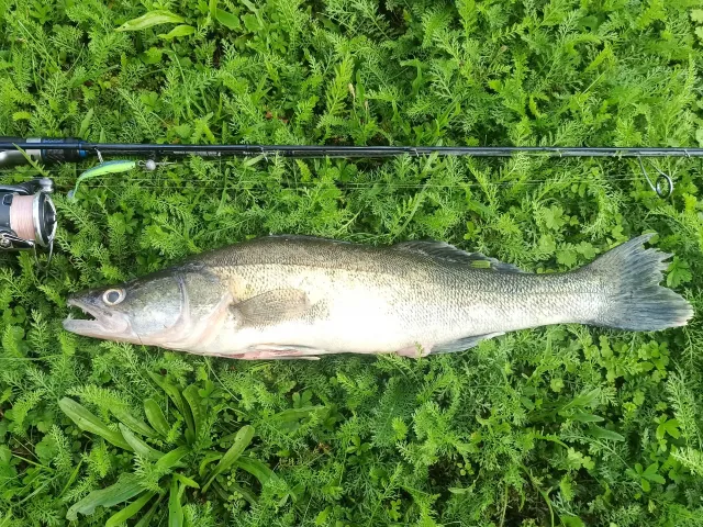 Zander