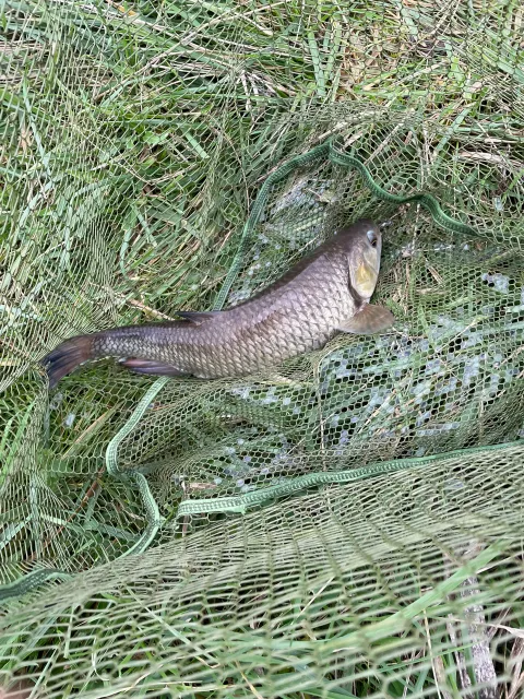 Döbel