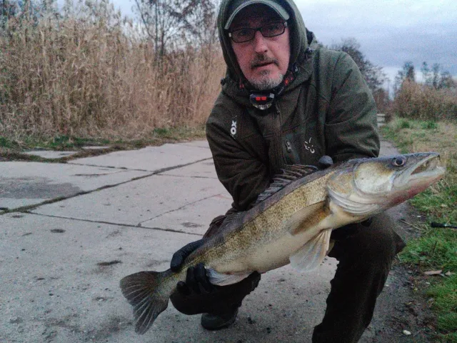 Zander