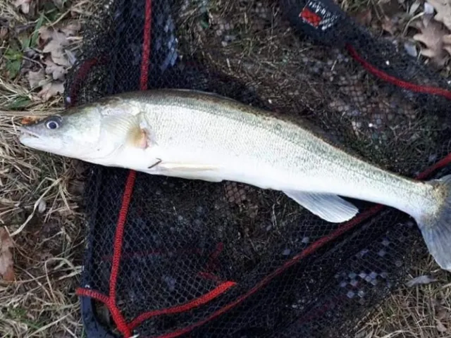 Zander