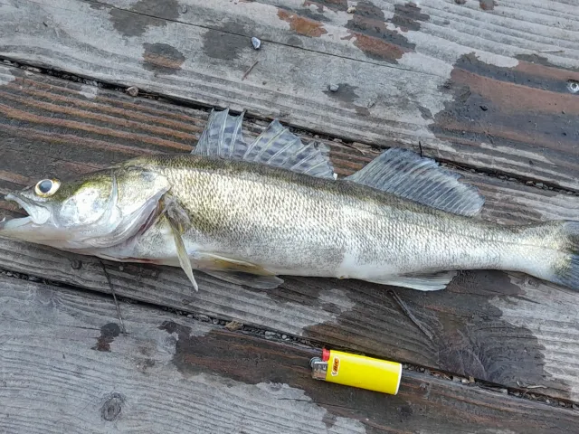 Zander