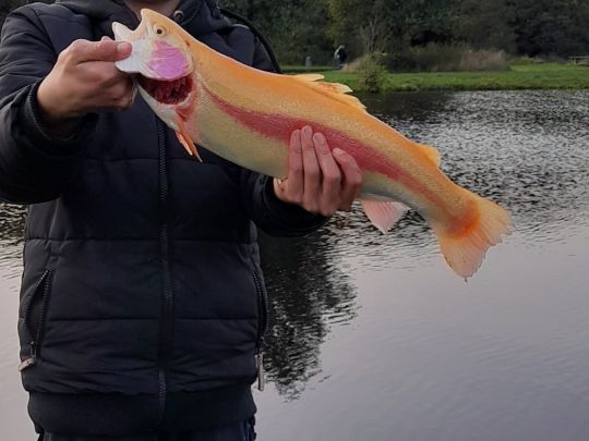 Goldforelle