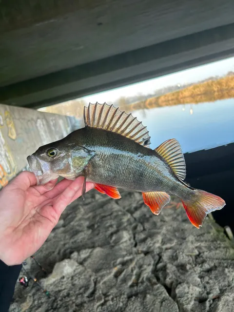 Flussbarsch