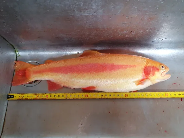 Goldforelle
