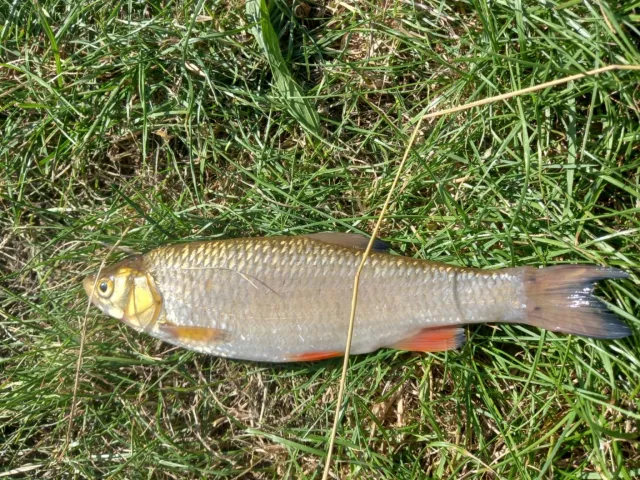 Döbel