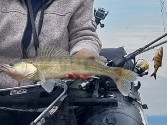 Zander