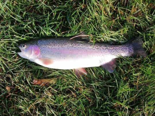 Regenbogenforelle