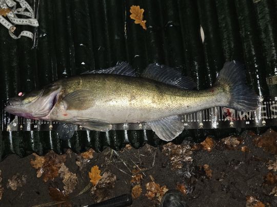 Zander