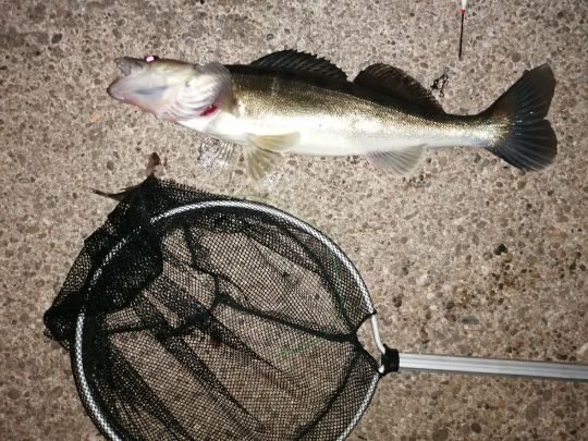 Zander