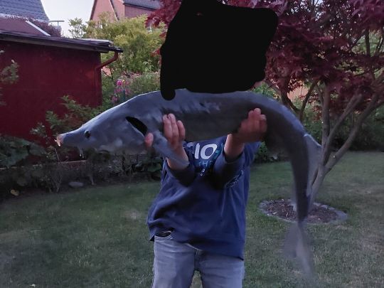 Stör