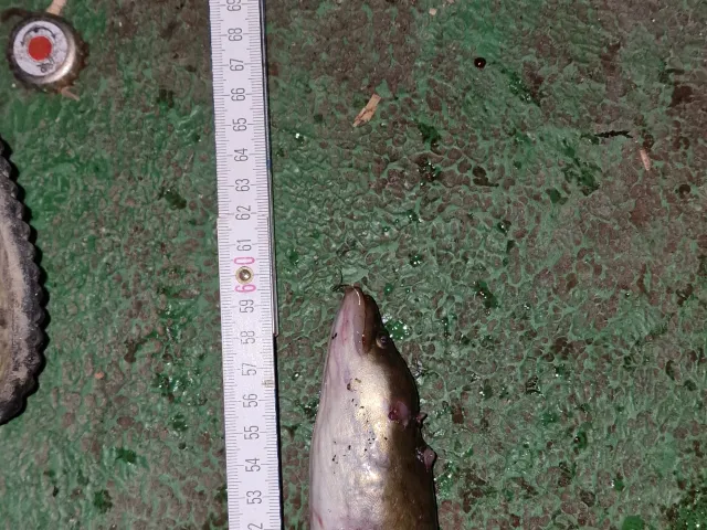 Aal