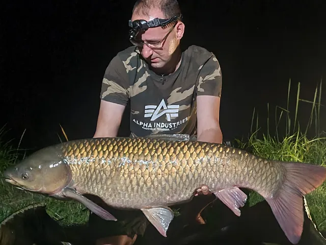Graskarpfen
