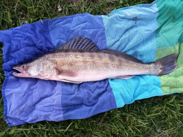 Zander